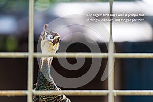 inspirational quote about - The caged bird sings with a fearful trill, of things unknown, but longed for still. With a bird photo