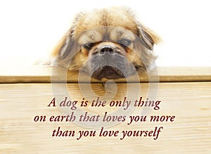 Inspirational quote about dogs and humans saying - A dog is the only thing on earth that loves you more than he loves himself.