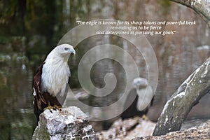 inspirational quote about - The eagle is known for its sharp talons and powerful beak, reminding us to be fierce and determined in