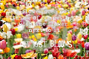 Inspirational Quote - A flower does not think of competing with the flower next to it - It just blooms