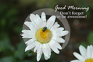 Inspirational quote - Good morning. Do not forget to be awesome. Morning greeting card with floral background of white daisy
