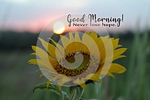 Inspirational quote - Good morning. Never lose hope. With sunflower blossom on sunrise background. Morning greeting message.