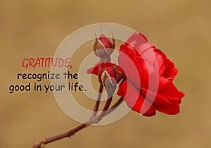 Inspirational quote - Gratitude, recognize the good in your life. With beautiful rose flower blossom closeup.