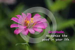 Inspirational quote - Gratitude, recognize the good in your life. With beautiful zinnia flower blossom closeup. Words of wisdom photo