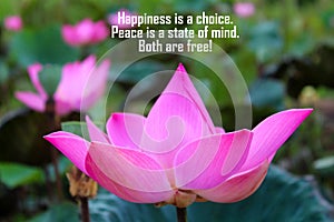 Inspirational quote - Happiness is a choice. Peace is a state of mind. Both are free. With lotus flowers in the green garden.