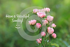 Inspirational quote - Have a beautiful Sunday. With beautiful pink roses flower blossom in garden on fresh green background.