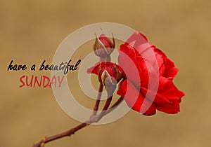 Inspirational quote - Have a beautiful Sunday. With beautiful red rose flower blossom in garden on blurry background.