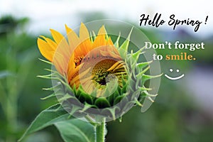 Inspirational quote - Hello spring. Do not forget to smile. With beautiful young sunflower blossom on green nature garden