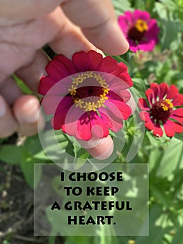 Inspirational quote - I choose to keep a grateful heart. With person holding a red zinnia flower in the garden on green