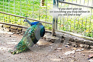 inspirational quote about - If you don't give up on something you truly believe in, you will find a way.