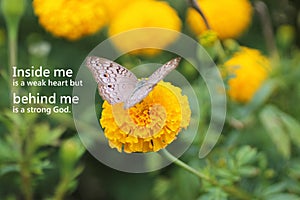 Inspirational quote - Inside me is a weak heart but behind me is a strong God. With butterfly on yellow marigold flower blossom.
