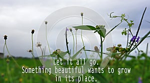 Inspirational quote - Let it all go. Something beautiful wants to grow in its place. With green grass and flowers background.