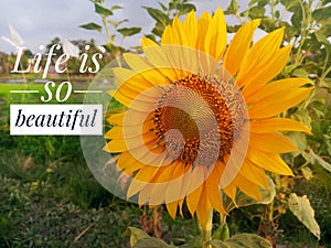 Inspirational quote - Life is so beautiful. With beautiful sunflower blossom closeup and morning light over the garden.