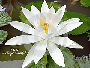 Inspirational quote - Peace is always beautiful. With white lotus blossom on pond. Spirituality, peaceful life and harmony.