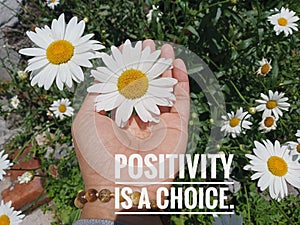 Inspirational quote - Positivity is a choice. With young woman hand holding white daisy flower blossom in hand background.