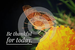 Inspirational quote - Thankful for today. With butterfly on a flower. Gratefulness and gratitude concept with nature.