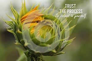 Inspirational quote - Trust the process. Be patient to yourself. With Big young sunflower head petals closeup ready to bloom.