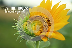 Inspirational quote - Trust the process. Be patient to yourself. With fresh sunflower start to bloom in the morning in the garden photo