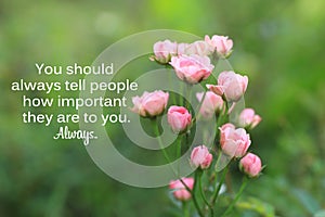 Inspirational quote - You should always tell people how important they are to you. Always. With beautiful pink roses flower.
