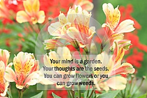 Inspirational quote - Your mind is a garden. Your thoughts are the seeds. You can grow flowers or you can grow weeds. photo
