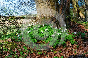 Inspirational scene of spring flowers in morning forest. Gentle and dreamy image harmony of nature