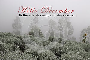 Inspirational words - Hello December. Believe in the magic of the season. With edelweiss garden and the trees background.