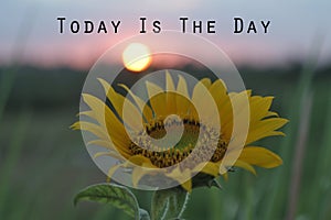 Inspirational words - Today is the day. Hope motivational quote concept with the sun and sunflower in the field at sunset sunrise