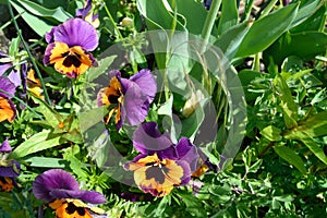 Inspire Purple and Orange Pansy