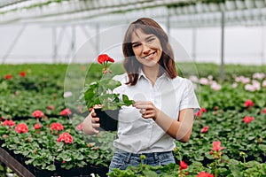 Inspired smiling young woman florist holding flowers of begonia in greenhouse. Female gardener working with plants