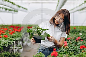 Inspired smiling young woman florist holding flowers of begonia in greenhouse. Female gardener working with plants