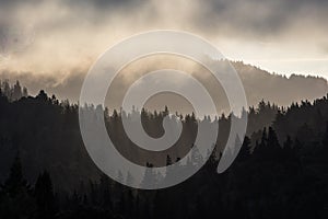 Inspiring Forest Scenery in Northern California