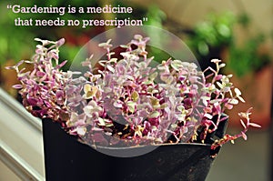 Inspiring quotes on gardening