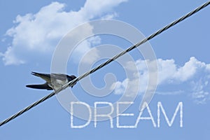 Inspiring Sparrow Dream