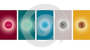 Animals insta highlights vector