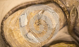 Installation of the ancient head of the mummy