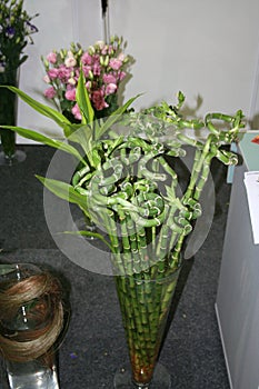 Bouquet of bamboo shoots curled in a spiral