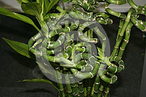 Bouquet of bamboo shoots curled in a spiral