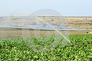 Installation of irrigation system in the field, water sprinkler in function of watering of agricultural plants.