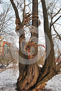 Installation on a tree in the Apothecary garden. Moscow