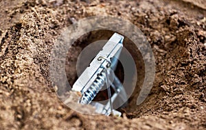 Installing a mole trap in a garden plot in a mole hole, close-up
