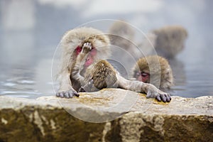 Instinct: Wild Baby Snow Monkey Cleaning Mom