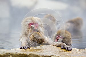 Instinct: Wild Baby Snow Monkey Grooming Mom