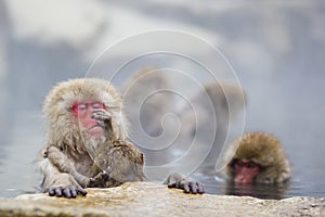 Instinct: Wild Baby Snow Monkey Grooming Practice