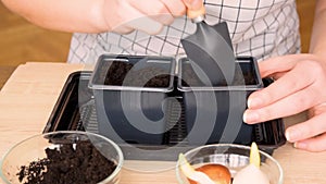 Instruction how woman gardening, replants and transplanting flower plant bulbs in a new pot basket..