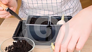 Instruction how woman gardening, replants and transplanting flower plant bulbs in a new pot basket