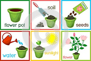 Instructions on how to plant flower in six easy steps with titles. Step by step