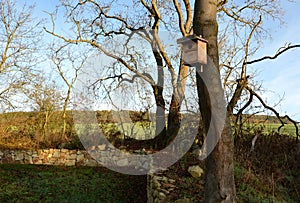 Insufficient nesting cavities in trees Placing a nest box on a suitable tree in a park. the larger cavities of the trees are cover