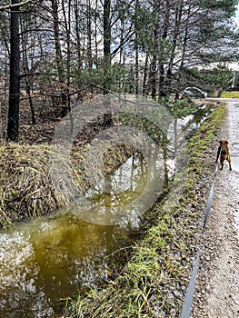 Insufficient water outflows cause flooding of areas near the road under construction photo