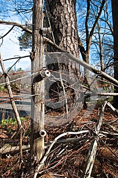 Insulators of an old electric fence