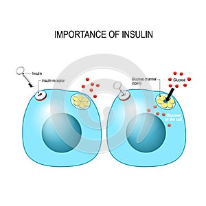 Insulin acts as the key which unlocks the cell to allow glucose to enter the cell and be used for energy